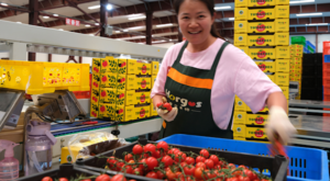 Çin’de özel gıda üretim bölgelerinin sayısı 450’yi aştı