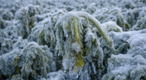 Ankara Valiliği: İl genelinde zirai don bekleniyor