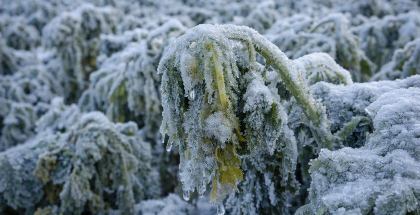 Ankara Valiliği: İl genelinde zirai don bekleniyor