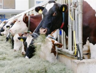 TÜİK-Ticari süt işletmelerince 1 milyon 7 bin 179 ton inek sütü toplandı