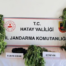 Samandağ’da uyuşturucu operasyonu