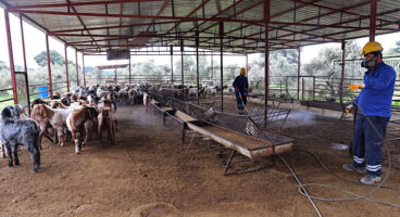 Antalya’da sinek ve haşerelerle mücadele çalışmaları sürüyor