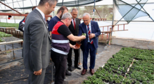 Ordu’da 300 bin yazlık sebze fidesi desteği